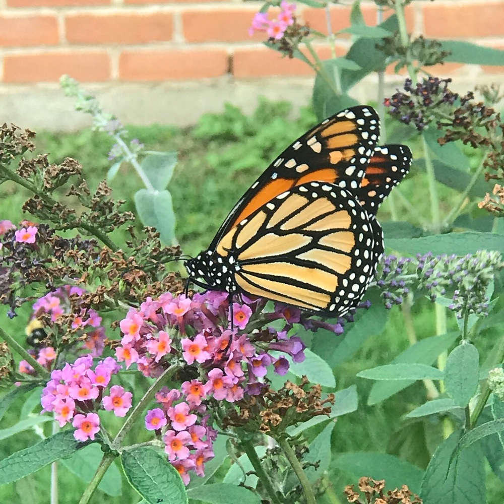 Meet your Posher, Caitlin